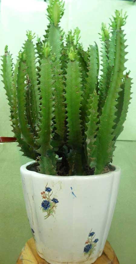 龙骨植物怎么养