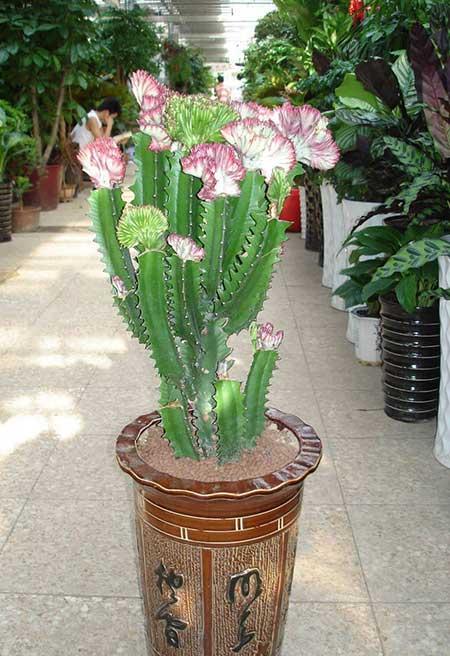 龙骨植物怎么养