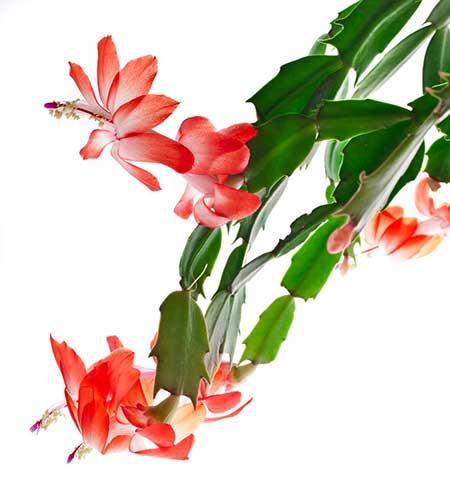 锦上添花的花怎么养