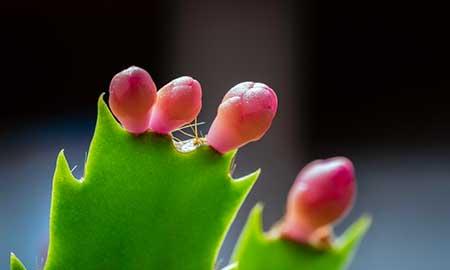 锦上添花的花怎么养