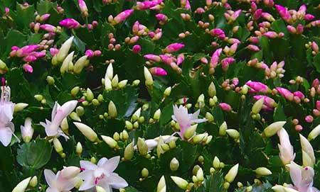 锦上添花的花怎么养