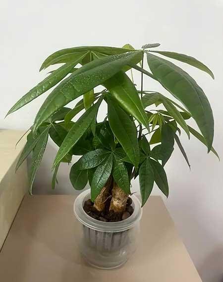 家庭比较好养的花
