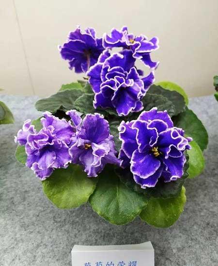 火烈鸟植物花怎么养