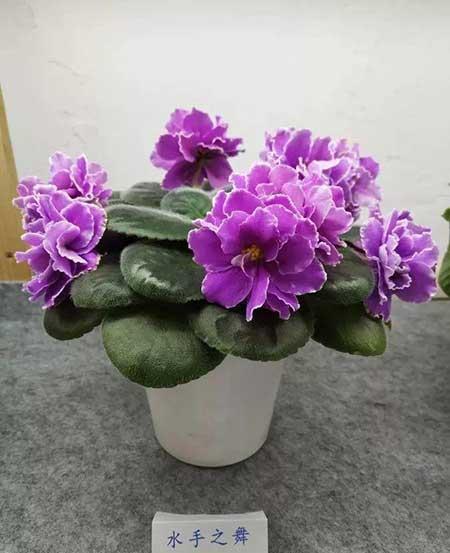 火烈鸟植物花怎么养