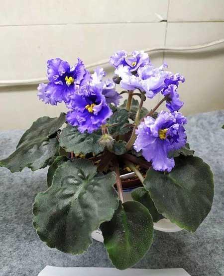 火烈鸟植物花怎么养