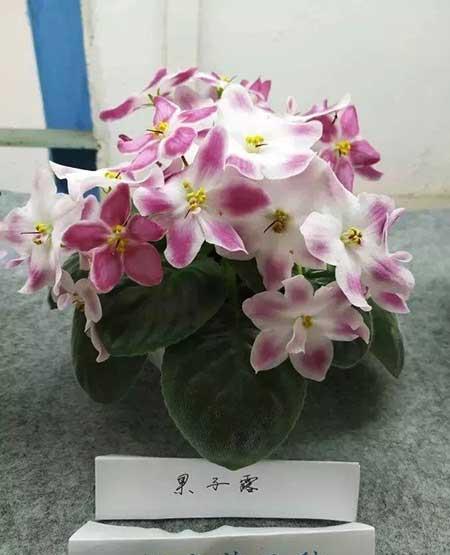 火烈鸟植物花怎么养