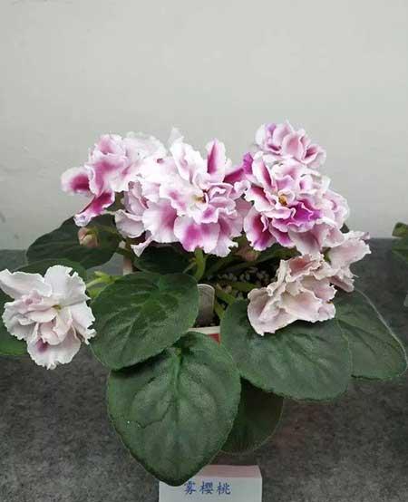 火烈鸟植物花怎么养
