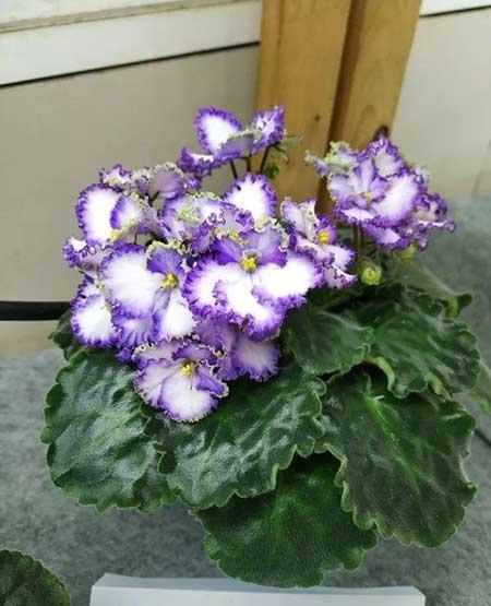 火烈鸟植物花怎么养