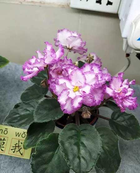 火烈鸟植物花怎么养