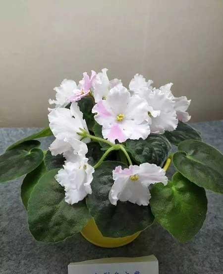 火烈鸟植物花怎么养