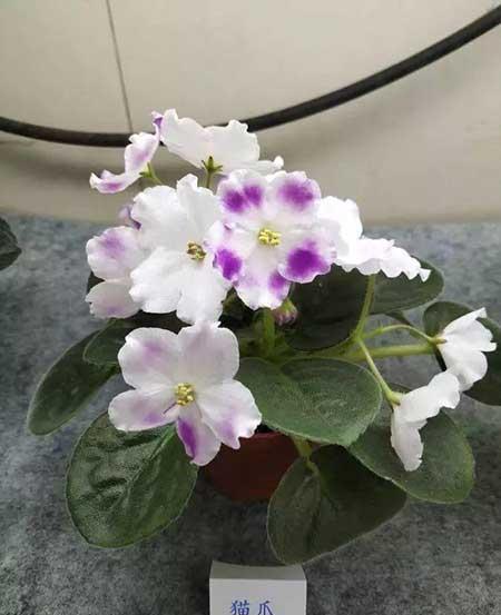 火烈鸟植物花怎么养