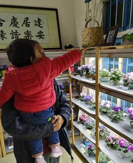 火烈鸟植物花怎么养