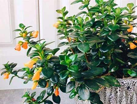 花卉金鱼花怎样养殖