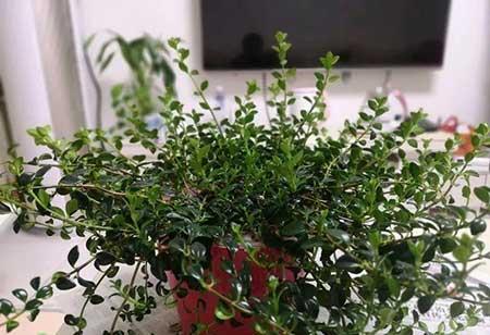 花卉金鱼花怎样养殖