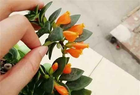 花卉金鱼花怎样养殖