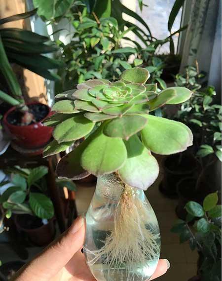 绿植白掌养殖方法