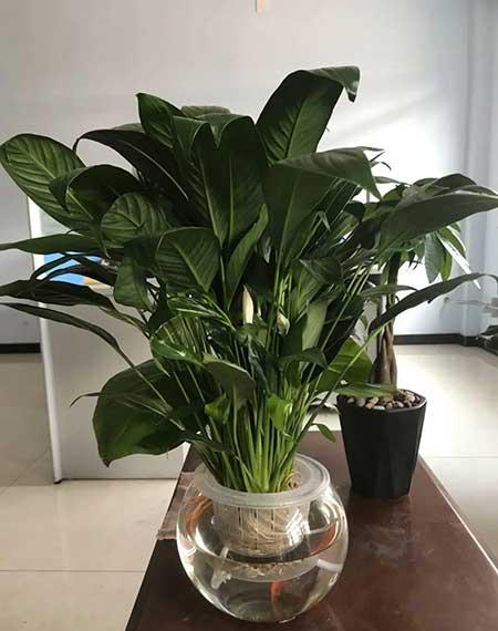 绿植白掌养殖方法