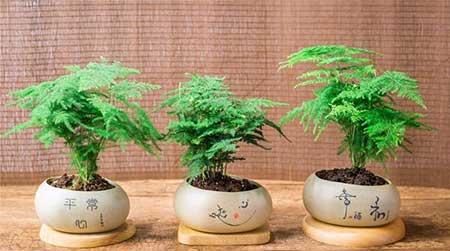 大圆瓷盆适合养什么花