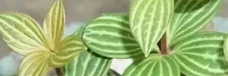 钻石绿植怎么养