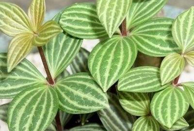 钻石绿植怎么养