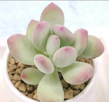 绿美人花卉怎么养殖