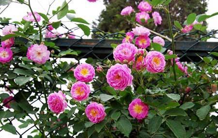 怎么养护月季花