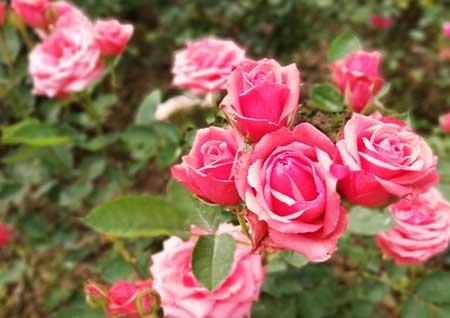 怎么养护月季花