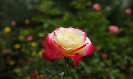 怎么养护月季花