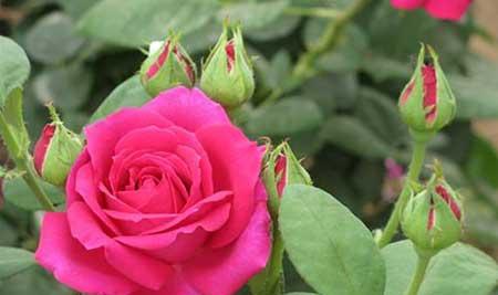 怎么养护月季花