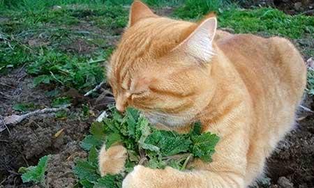 养猫家庭可以养的花