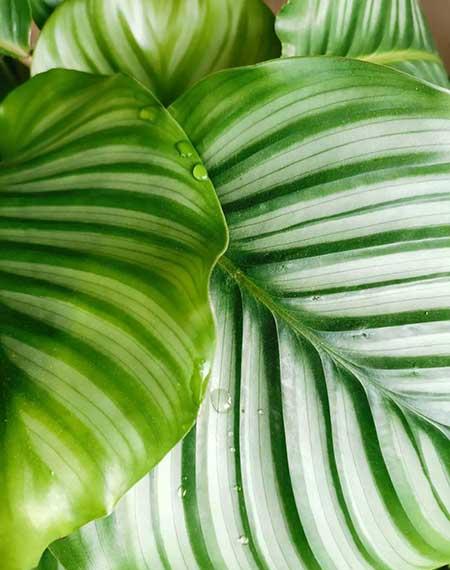室内植物养护大全