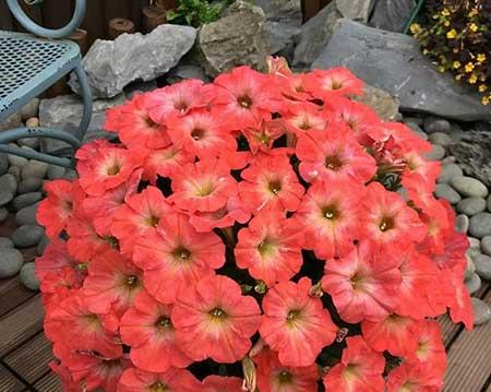 适合在院子里养的花