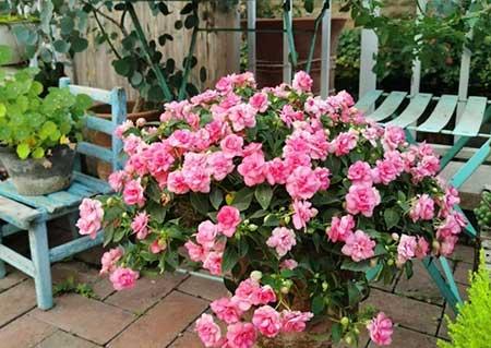 适合在院子里养的花