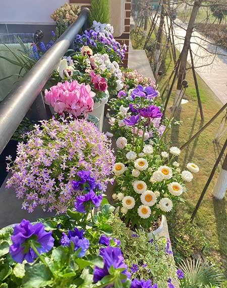 适合在寝室养的花