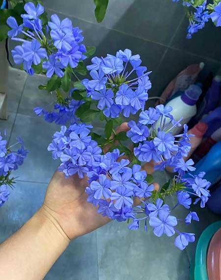 适合在寝室养的花