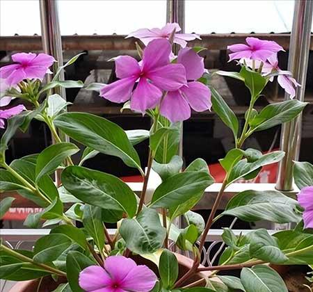 适合露养的花卉