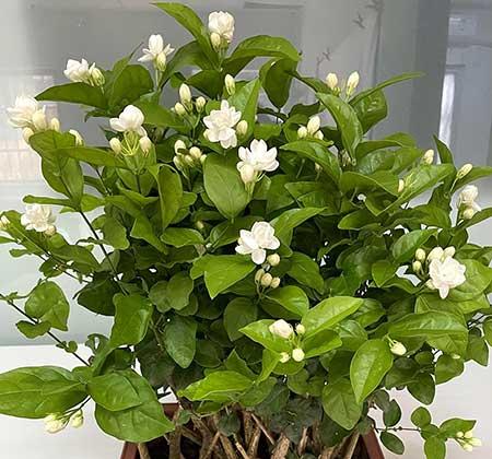 适合露养的花卉