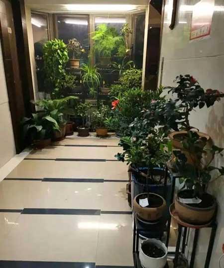 什么花适合在楼道里养