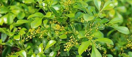 米兰花卉怎么养