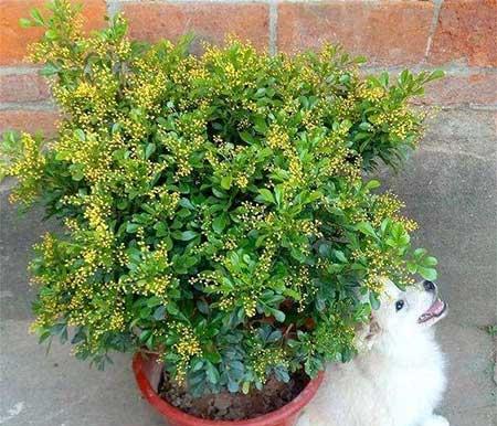 米兰花卉怎么养