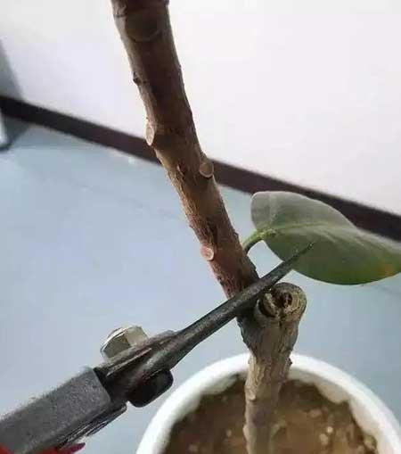 绿植橡皮树怎么养