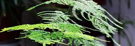 花卉文竹的养殖方法