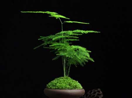 花卉文竹的养殖方法