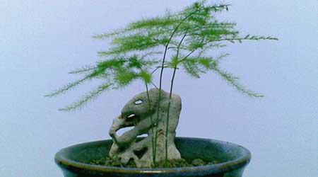 花卉文竹的养殖方法