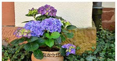 养绿植有什么好处