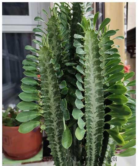 养绿植有什么好处