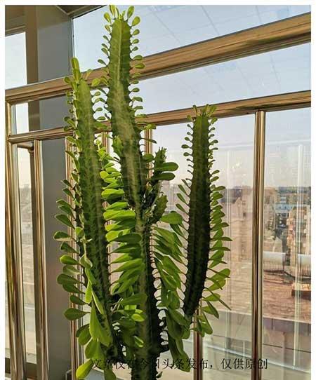 养绿植有什么好处