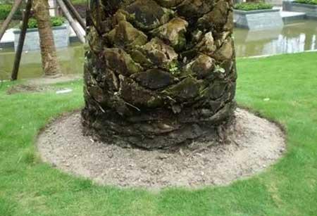 小区绿植养护标准