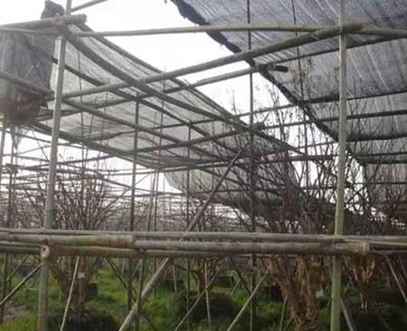 小区绿植养护标准