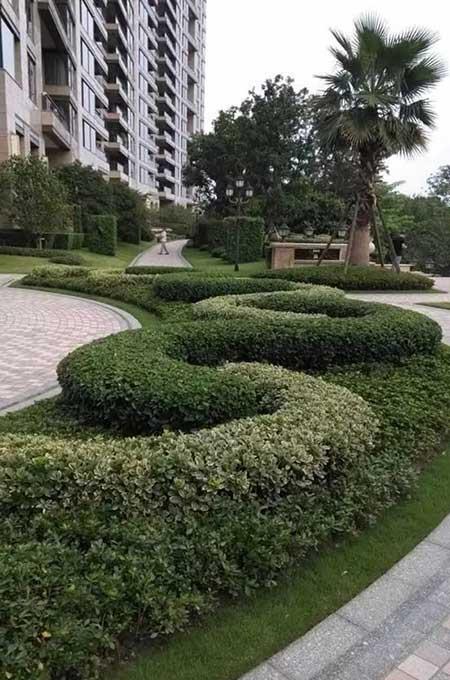 小区绿植养护标准